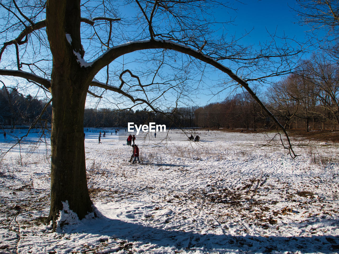 BARE TREES ON SNOW COVERED FIELD