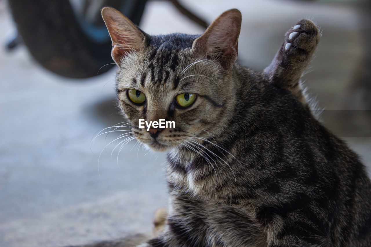 CLOSE-UP PORTRAIT OF TABBY CAT