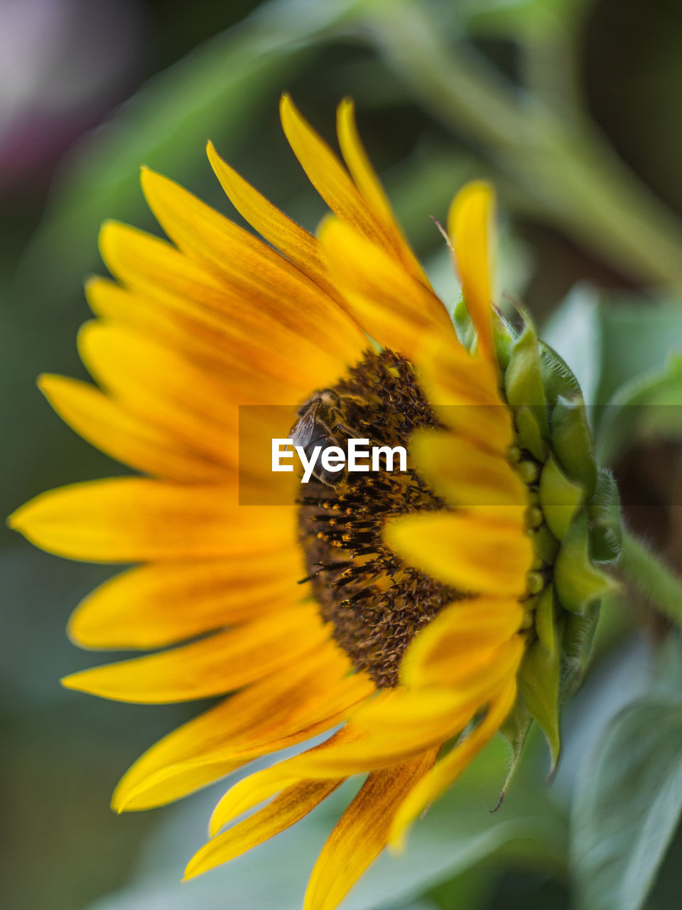 Close-up of insect pollinating on sunflower