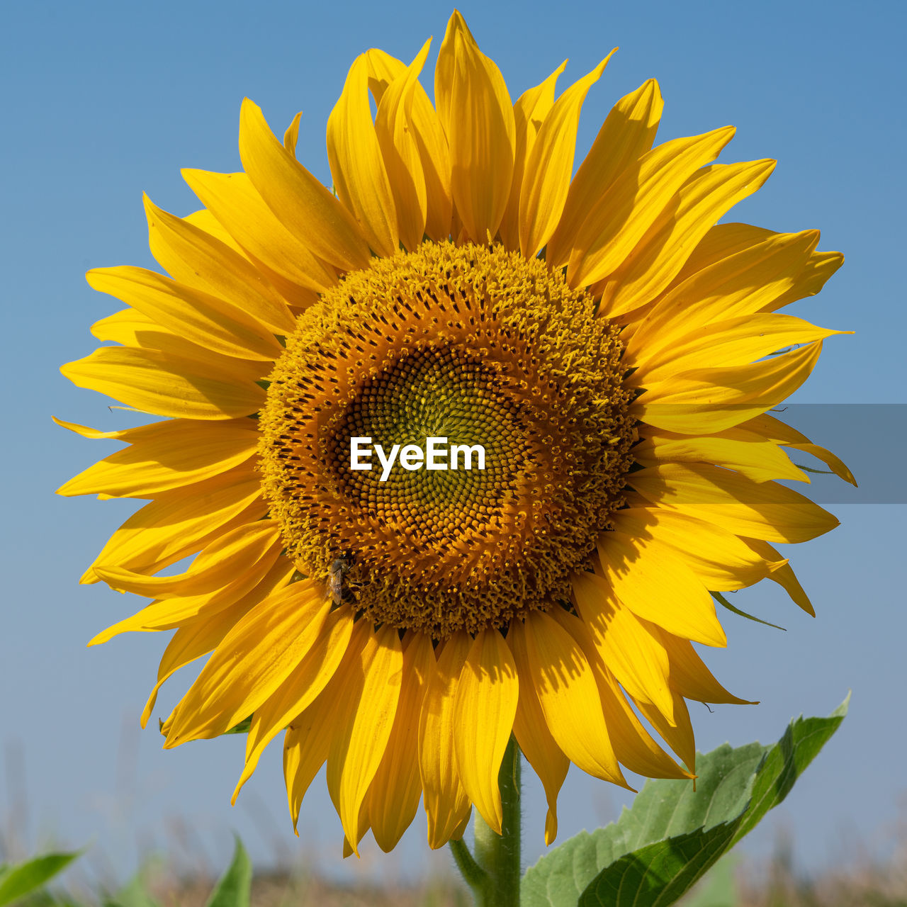 CLOSE-UP OF SUNFLOWER IN BLOOM