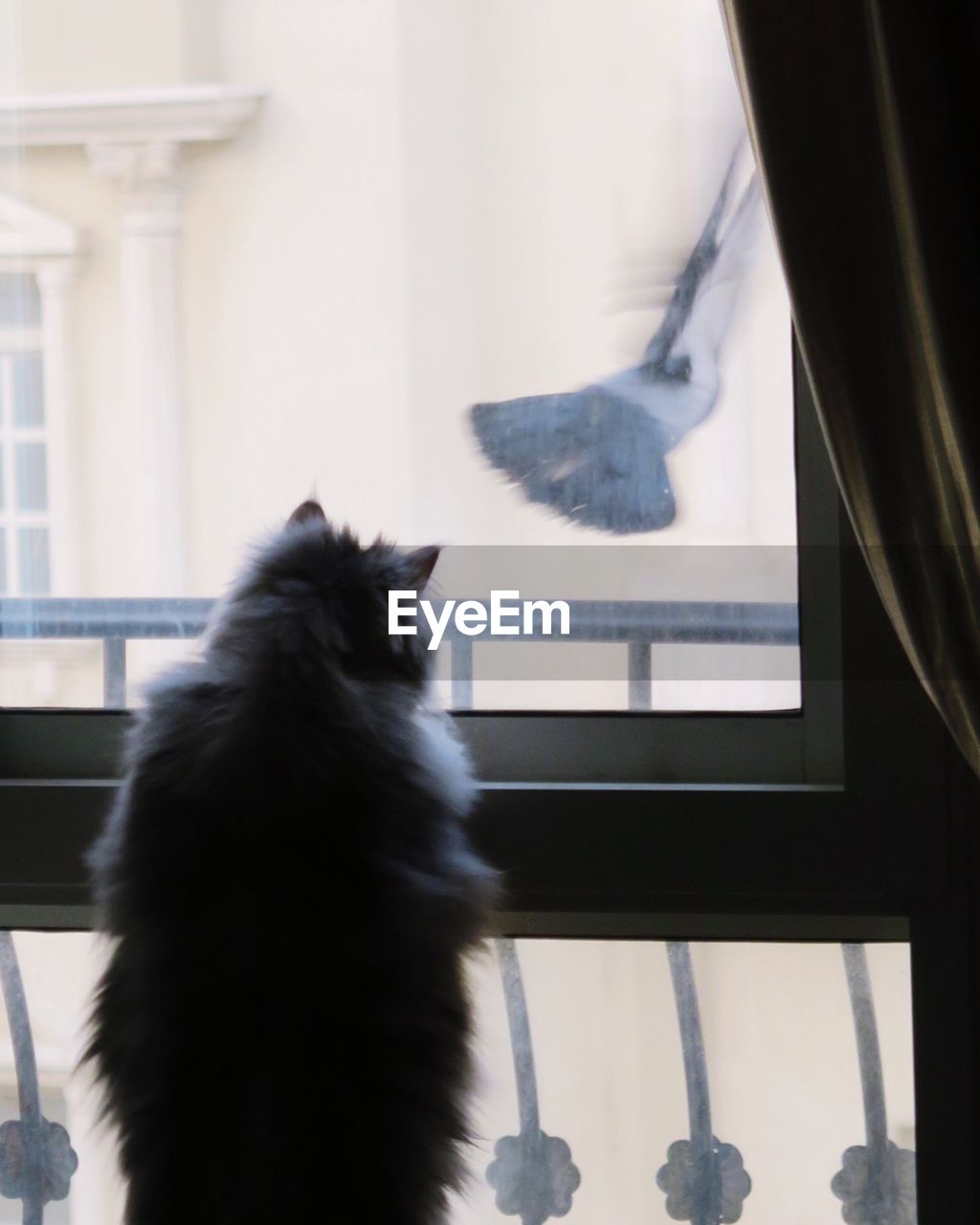 Domestic Cat Window Indoors Cat One Animal Pets Eyeem