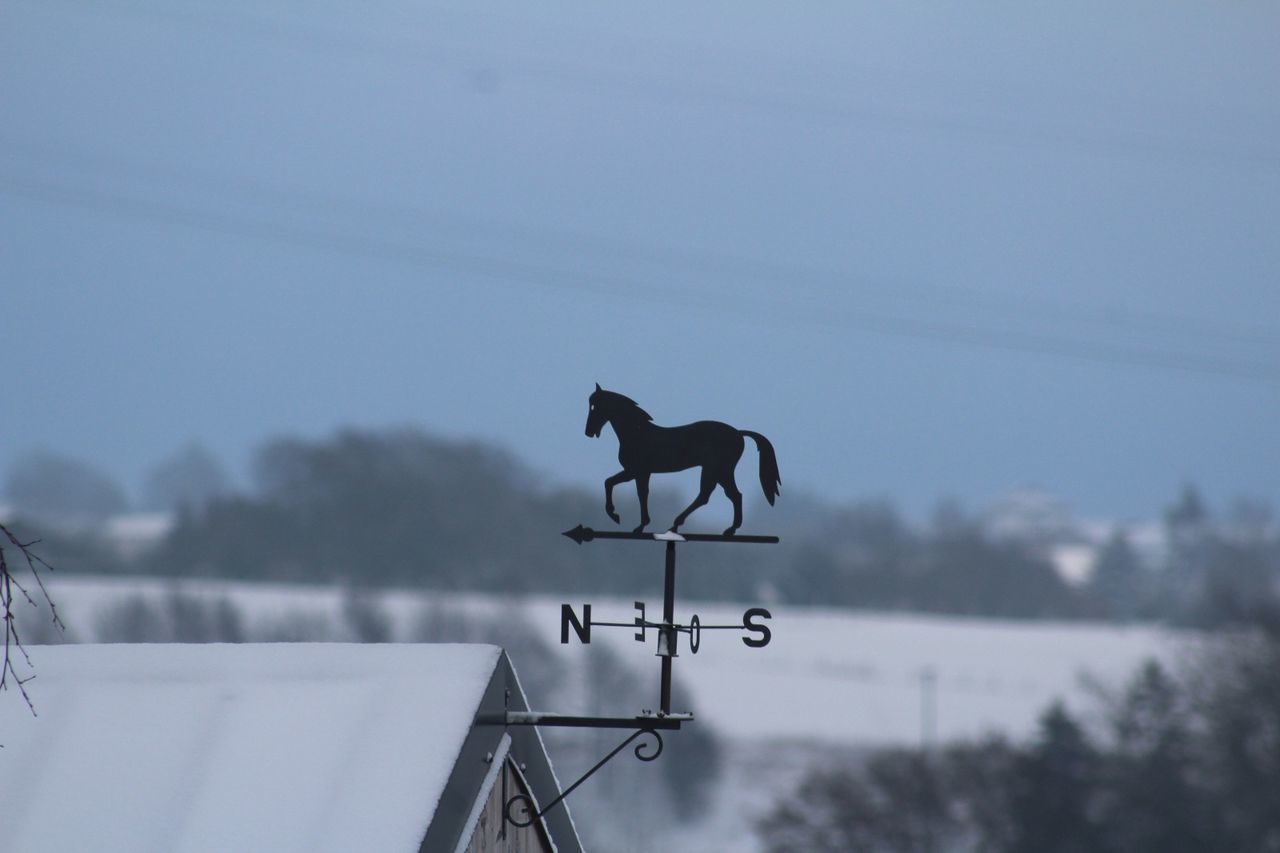 Horse One Animal Nature Cold Temperature Winter Eyeem
