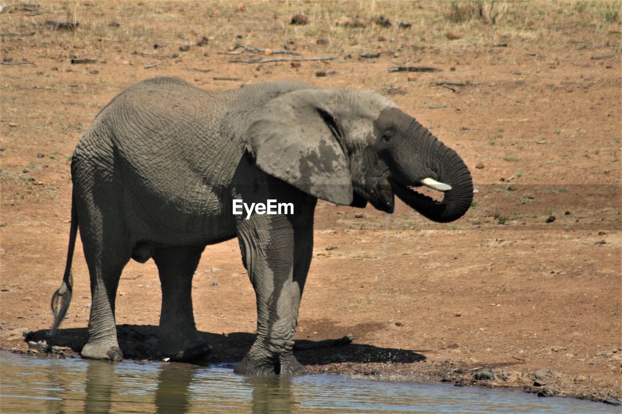 VIEW OF ELEPHANT DRINKING WATER IN A LAKE