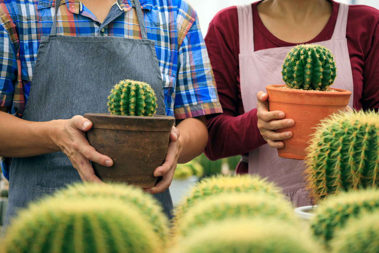 Two gardeners man and woman holding cactus pot together in greenhouse farm