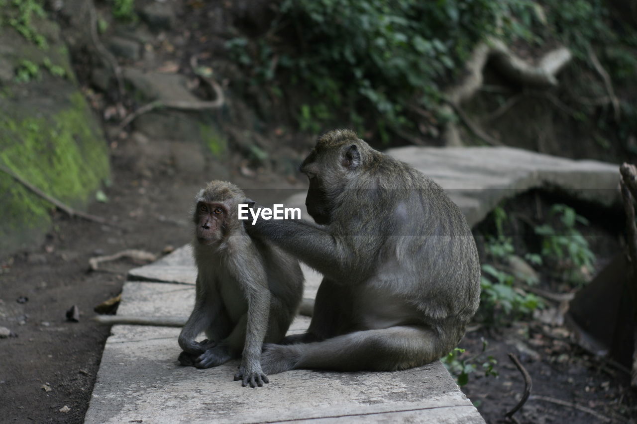 Monkey sitting on a wall