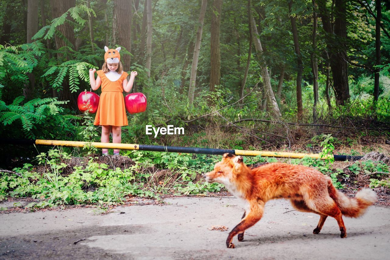 Girl holding artificial apples with fox walking on road at forest