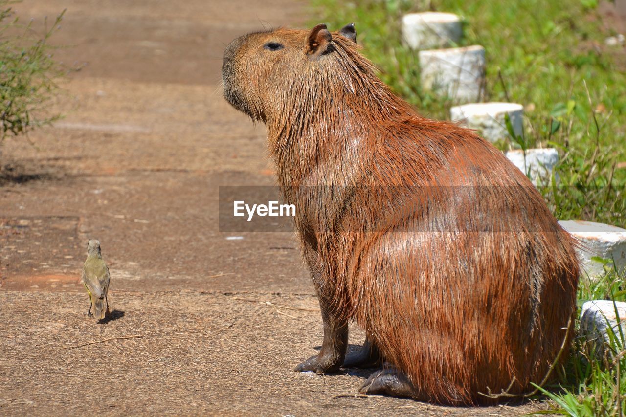 Capybara in a zoo | ID: 124554199