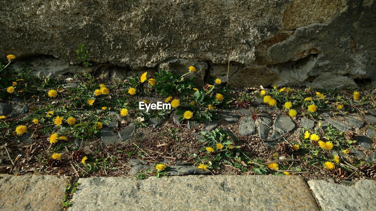 HIGH ANGLE VIEW OF FLOWERING PLANTS ON ROCK