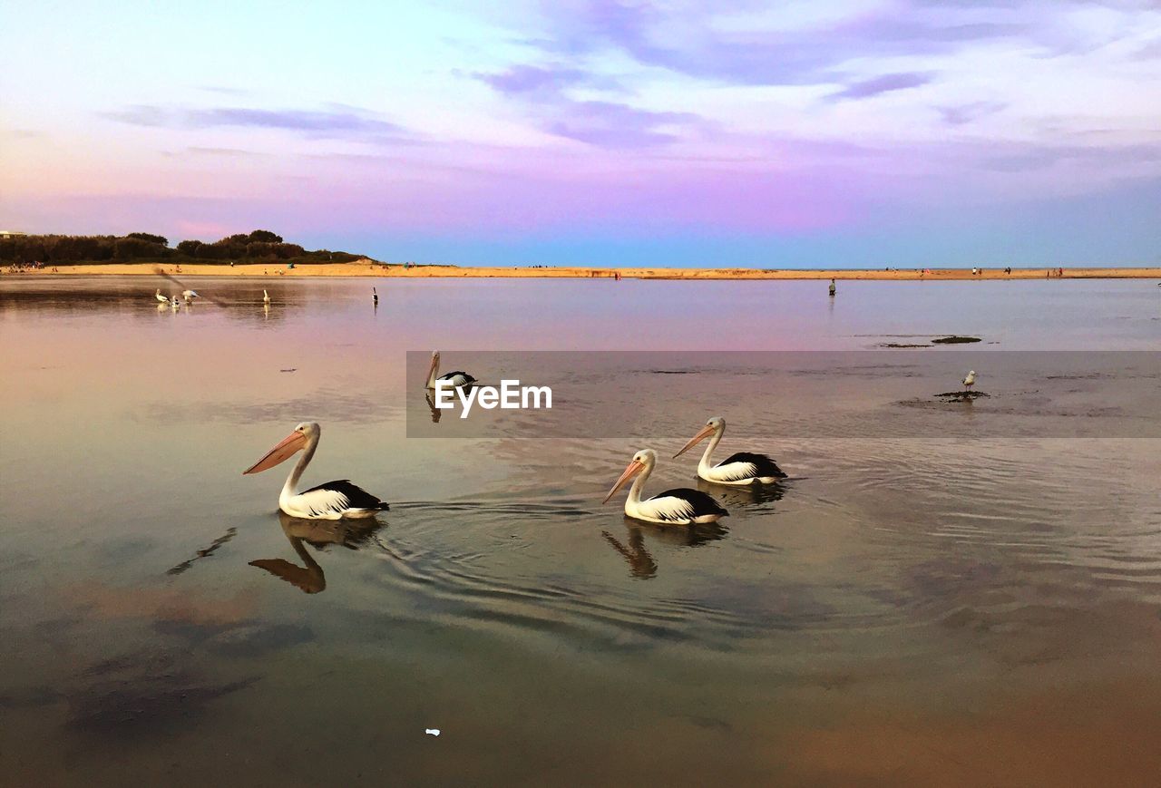 Pelicans swimming on lake against sky