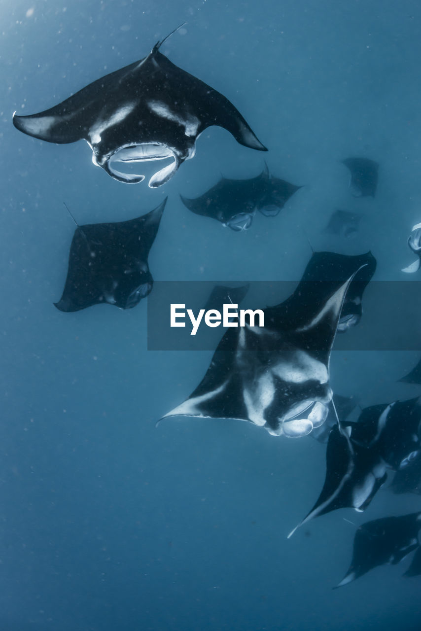 School of manta rays in baa atoll, maldives