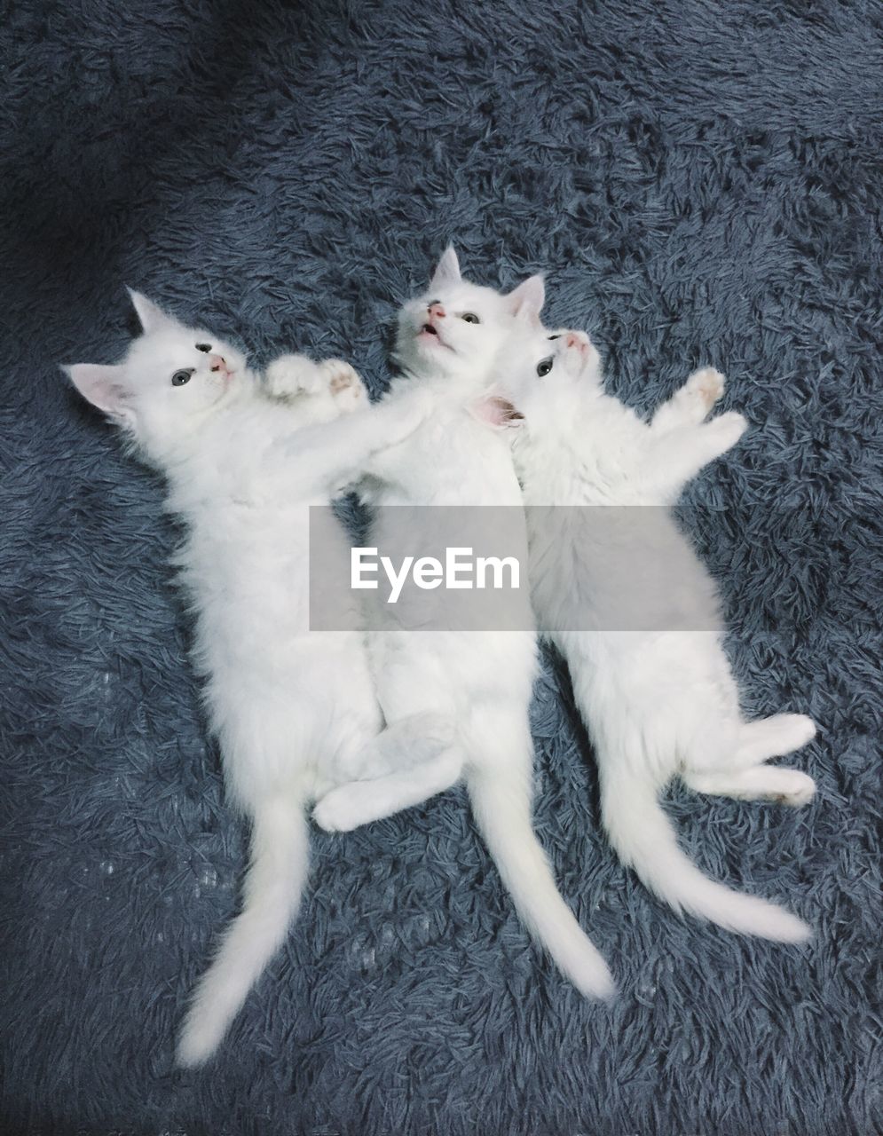 High angle view of cats relaxing on rug