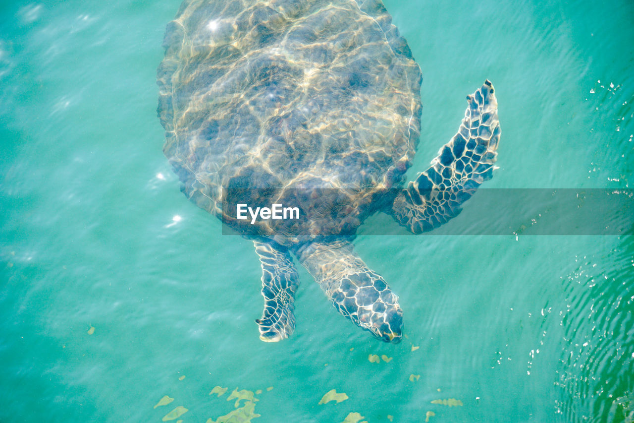 View of sea turtle swimming in turquoise water
