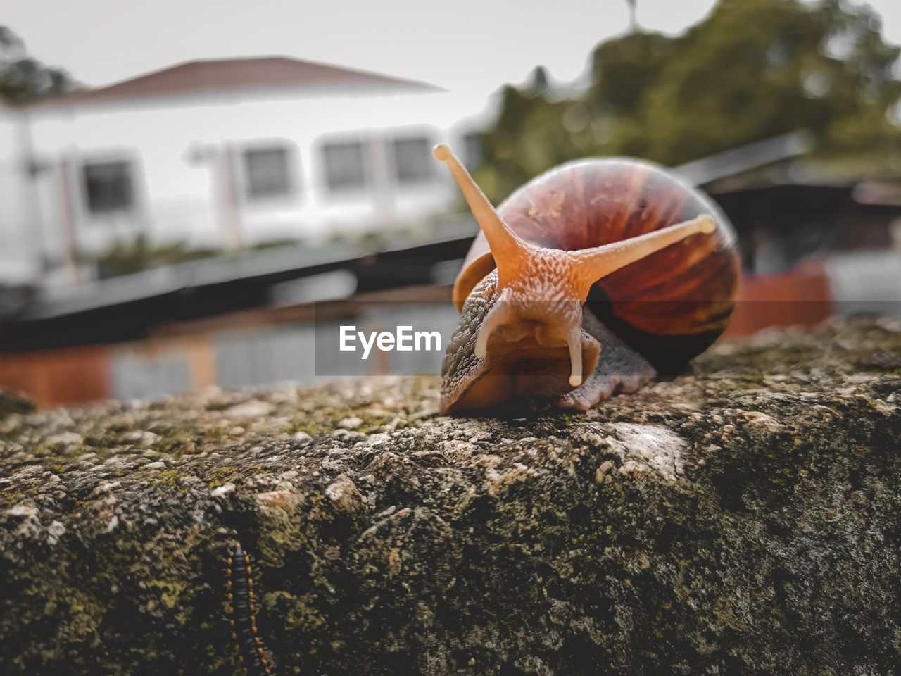 This is a photo of a snail relaxing on a fence.
