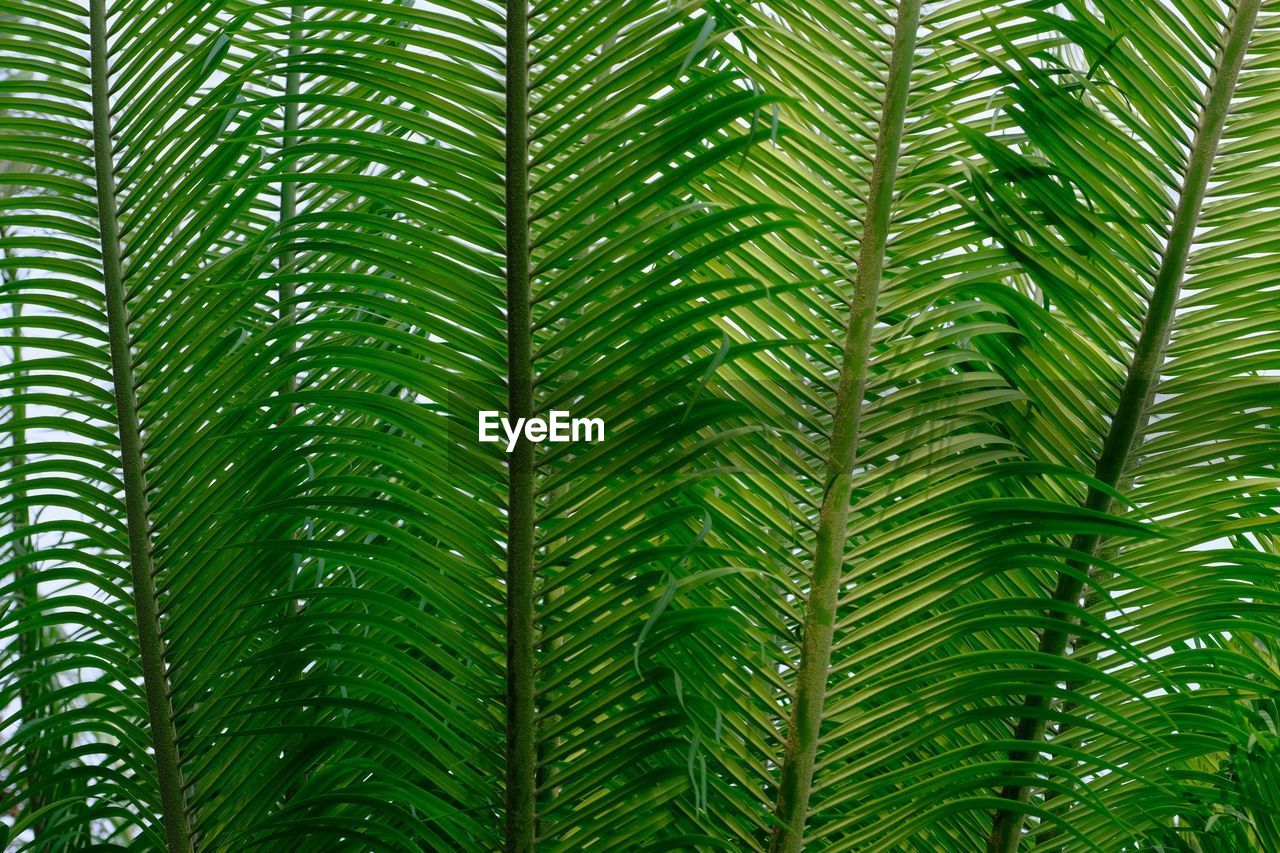 Nature Leaf Tree Day Outdoors Forest Tranquility On Eyeem
