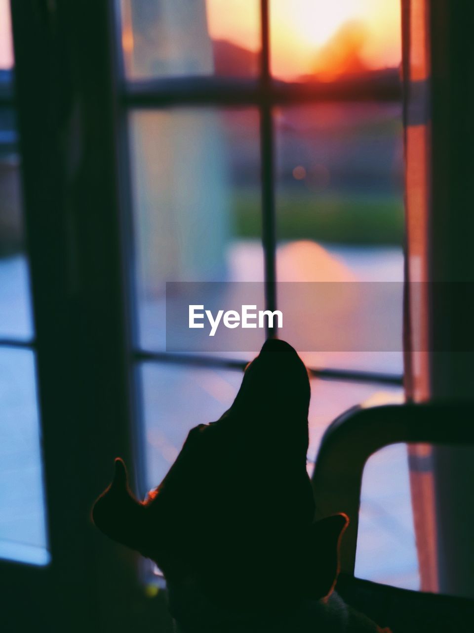 CLOSE-UP OF SILHOUETTE CAT LOOKING AT WINDOW