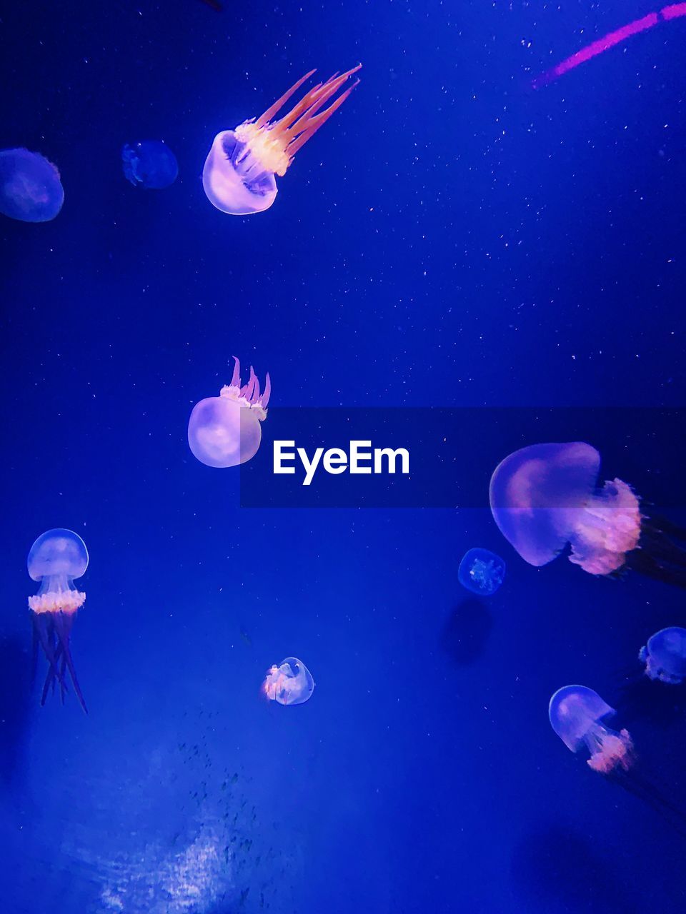 JELLYFISH IN WATER