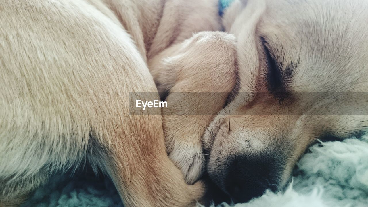 Close-up of brown dog sleeping on rug