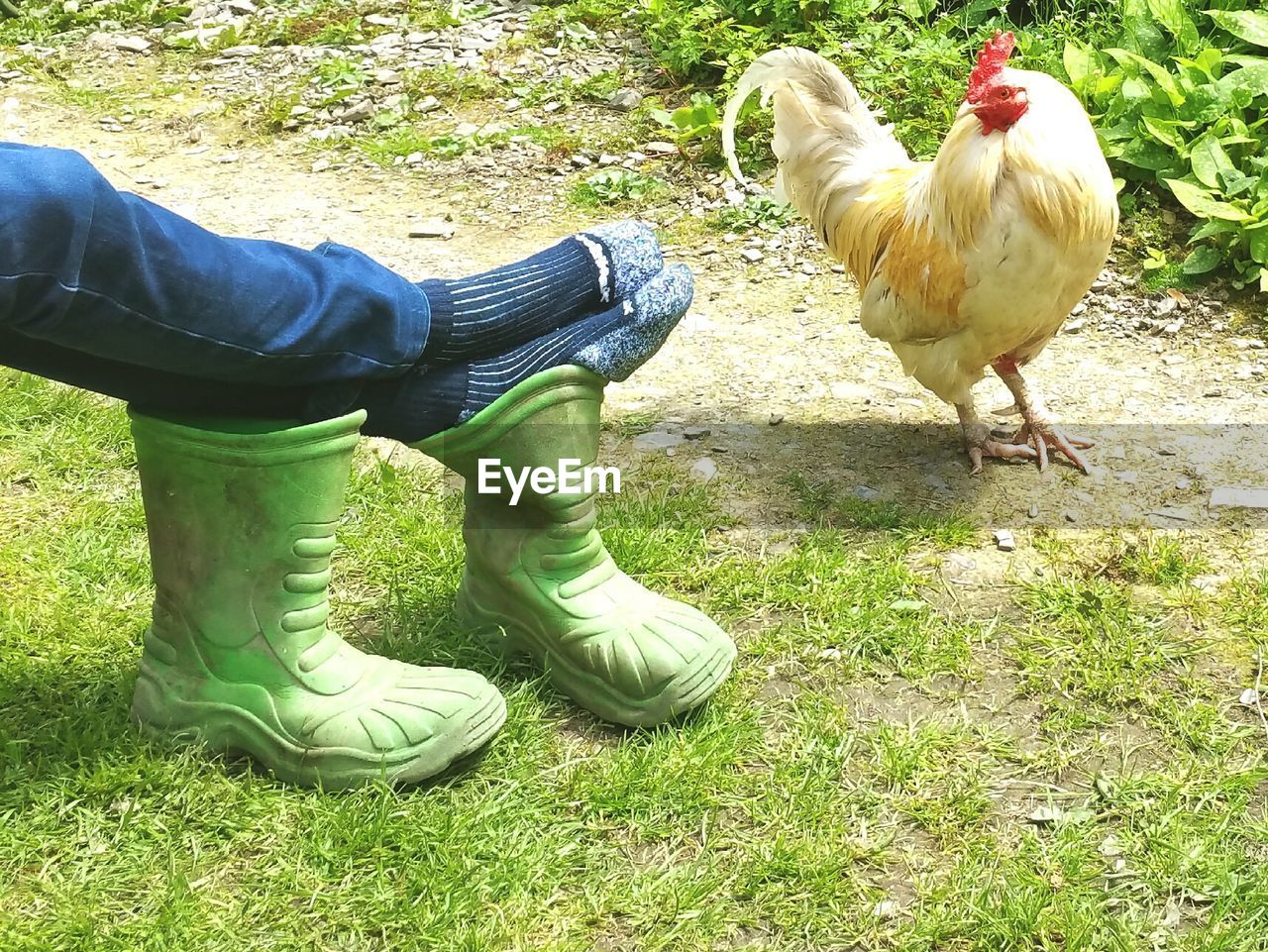 Low section of man lying on rubber boot by cockerel
