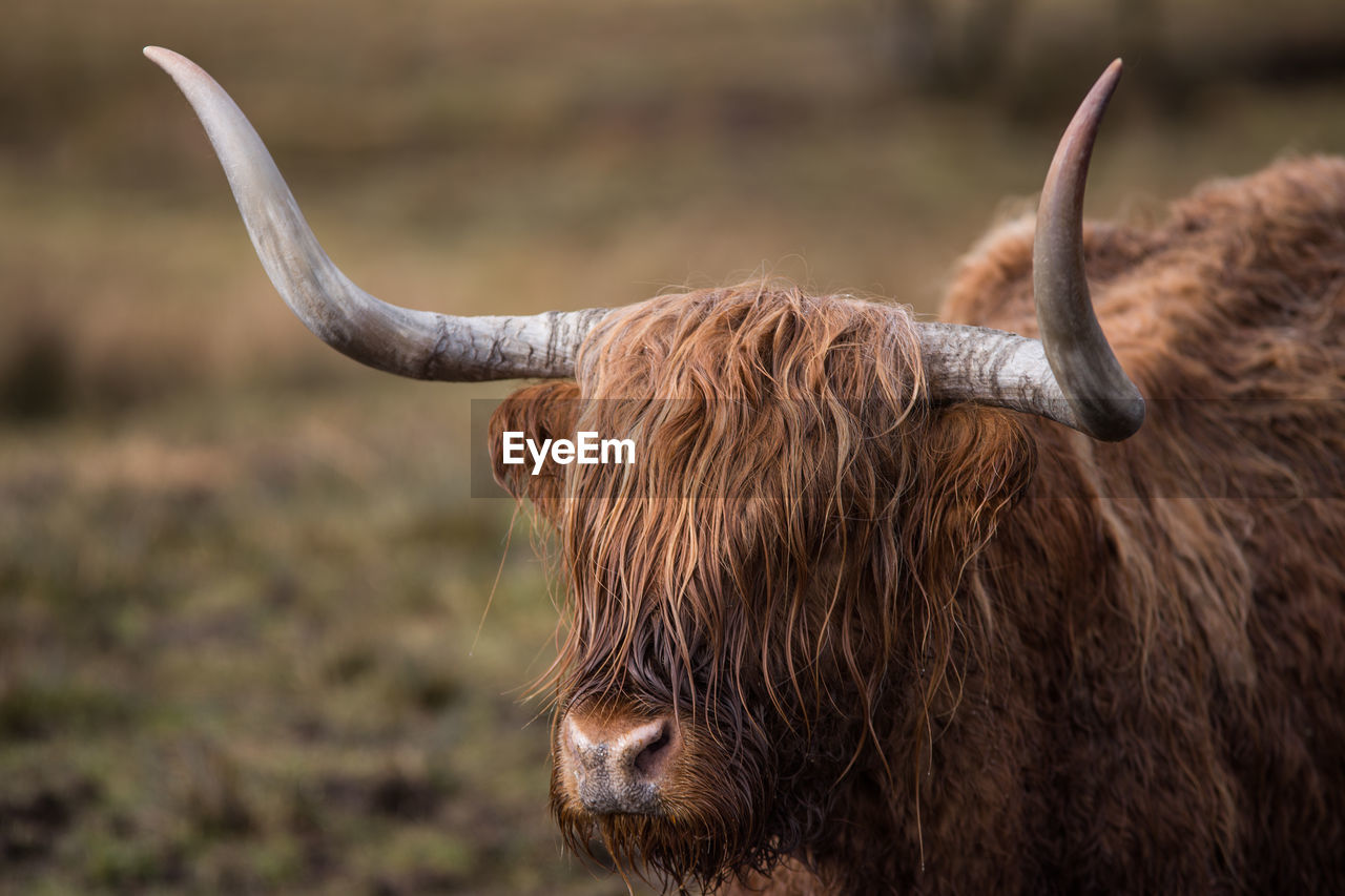 Close-up of highland cattle