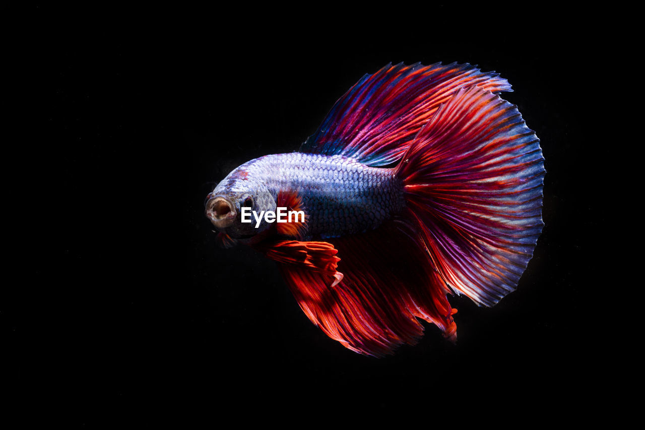 Siamese fighting fish against black background
