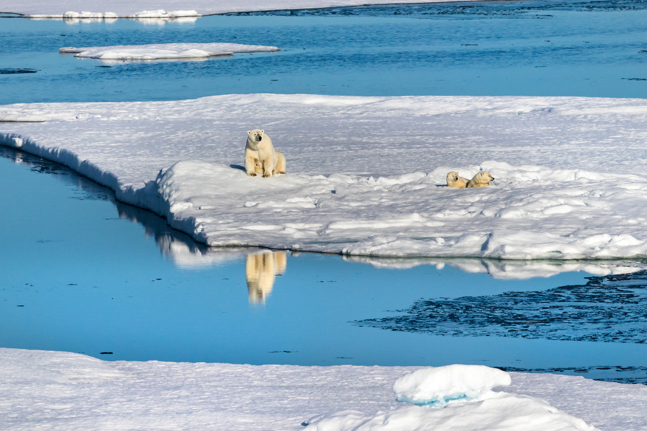 High angle view of polar bears on ice edge in the canadian arctic 