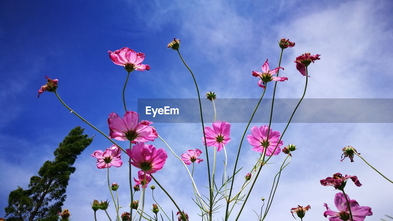 LOW ANGLE VIEW OF PINK FLOWERS AGAINST SKY