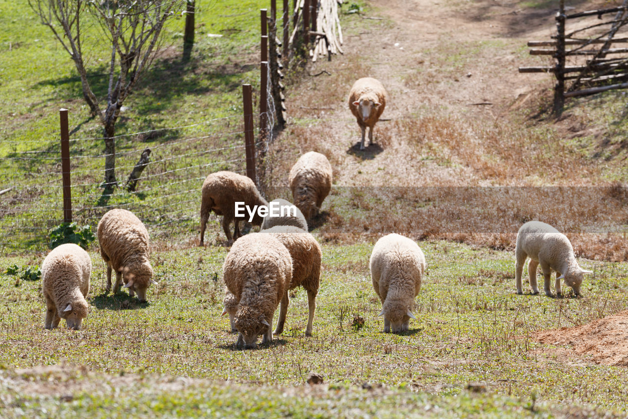 SHEEP GRAZING ON FIELD