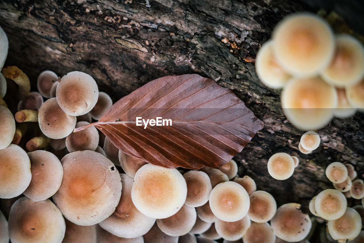 CLOSE-UP OF MUSHROOMS ON TREE