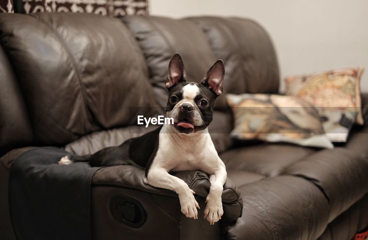 DOG ON SOFA AT HOME