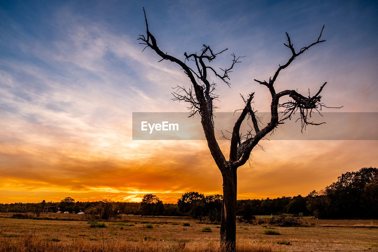 Silhouette bare tree on field against sky during sunset
