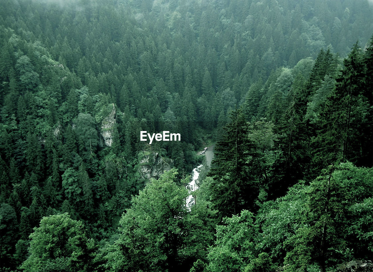 High angle view of pine trees in forest