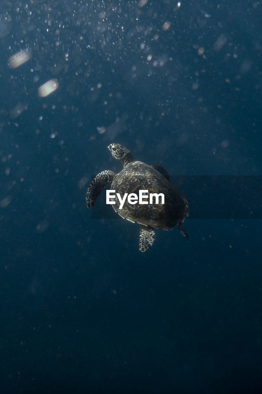 Turtle swimming in sea