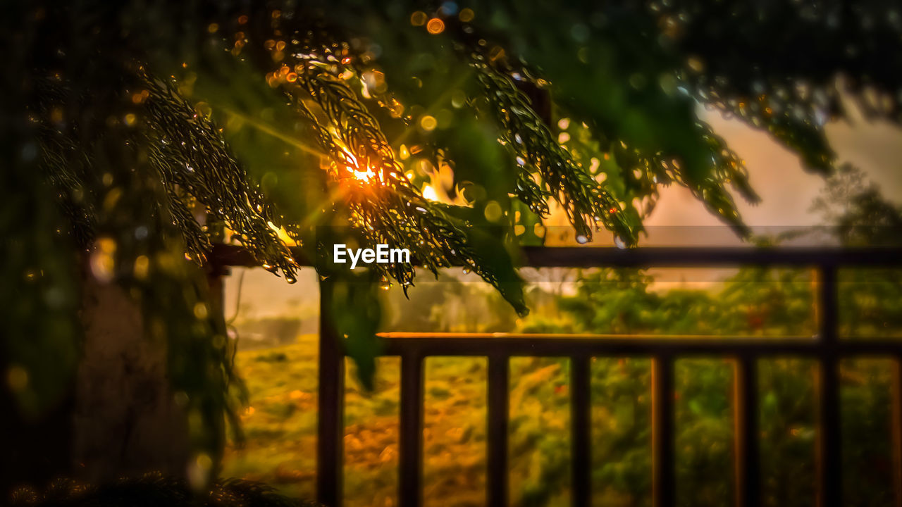 CLOSE-UP OF ILLUMINATED PLANT AT SUNSET