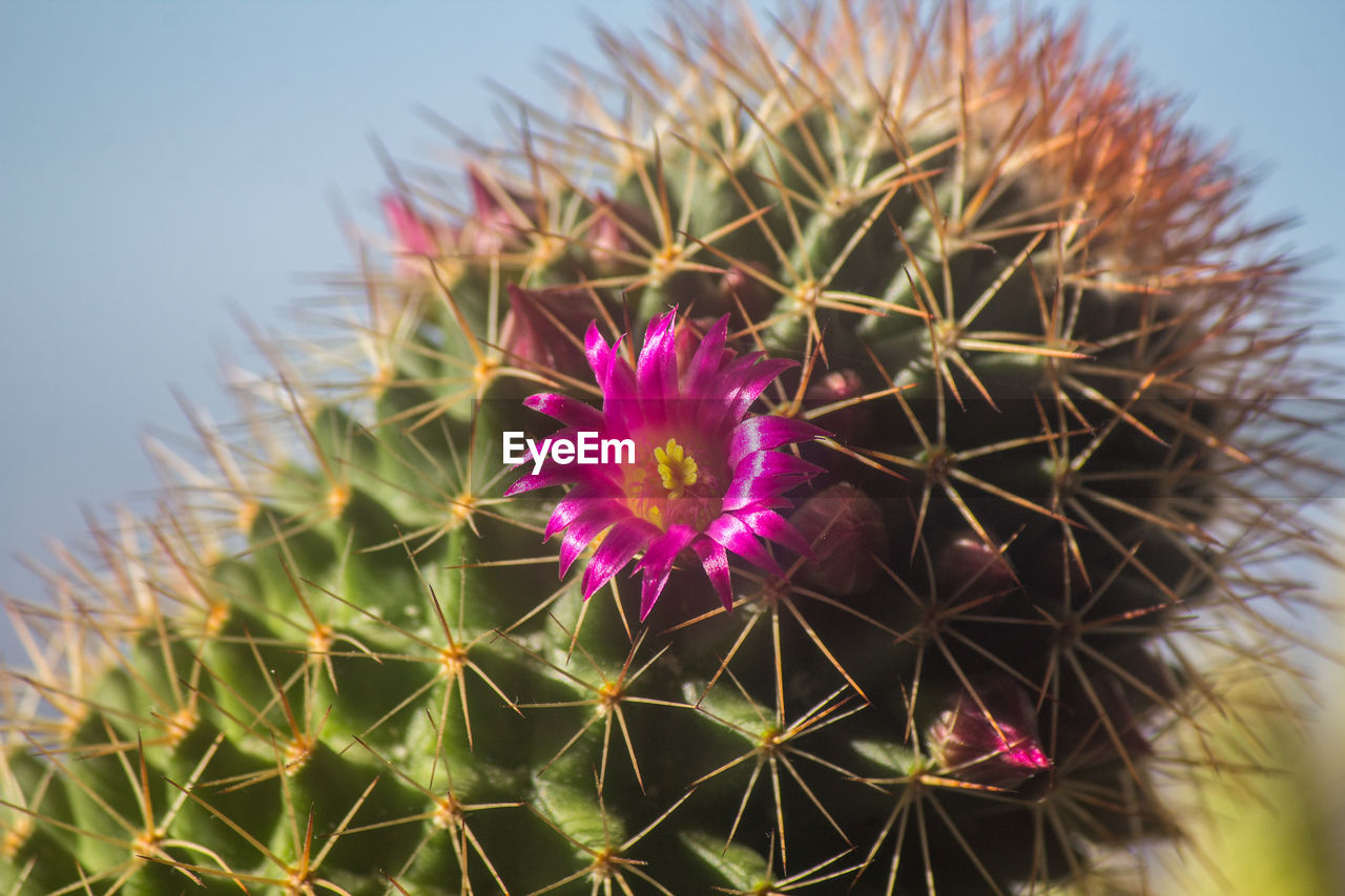 plant, cactus, flower, flowering plant, beauty in nature, macro photography, nature, thorn, close-up, growth, thorns, spines, and prickles, succulent plant, freshness, no people, sharp, spiked, flower head, sky, inflorescence, fragility, focus on foreground, outdoors, plant stem, day, pink, purple, botany, wildflower, clear sky, barrel cactus