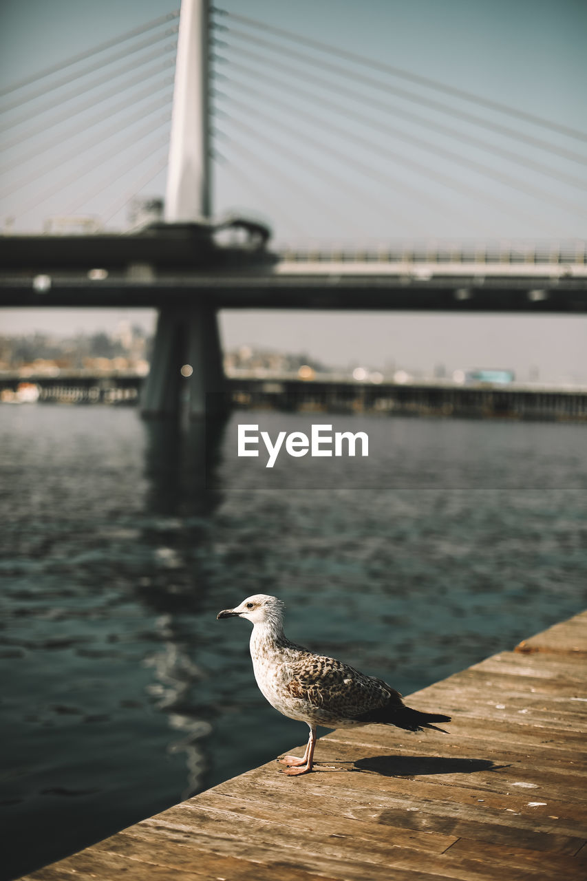 Seagull perching on a bridge