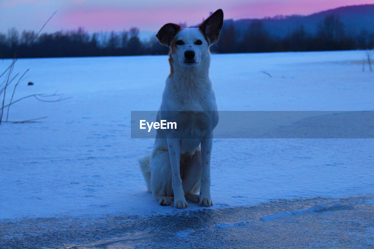 PORTRAIT OF DOG ON SNOWY FIELD