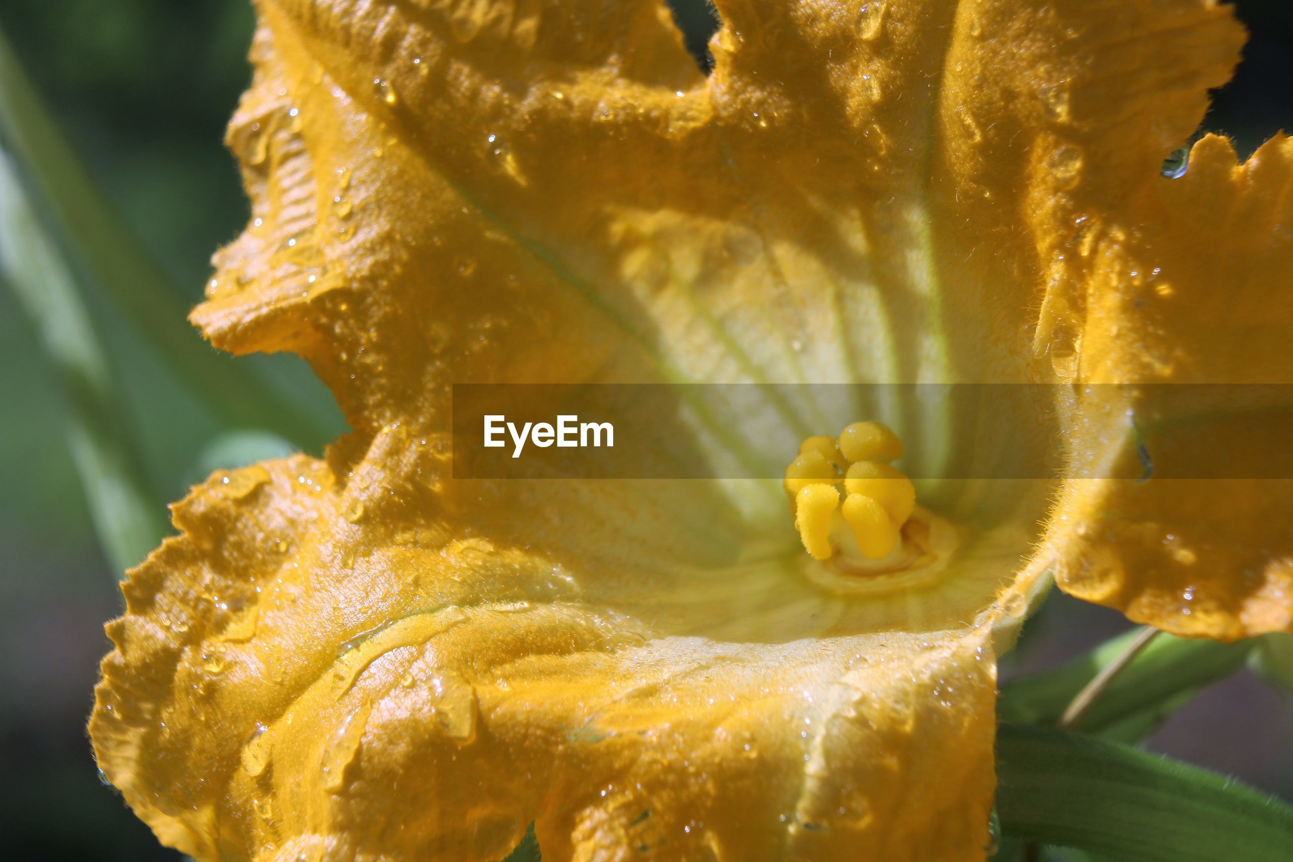 Roses With Yellow Spots On Leaves - Roses With Black Spots On Leaves