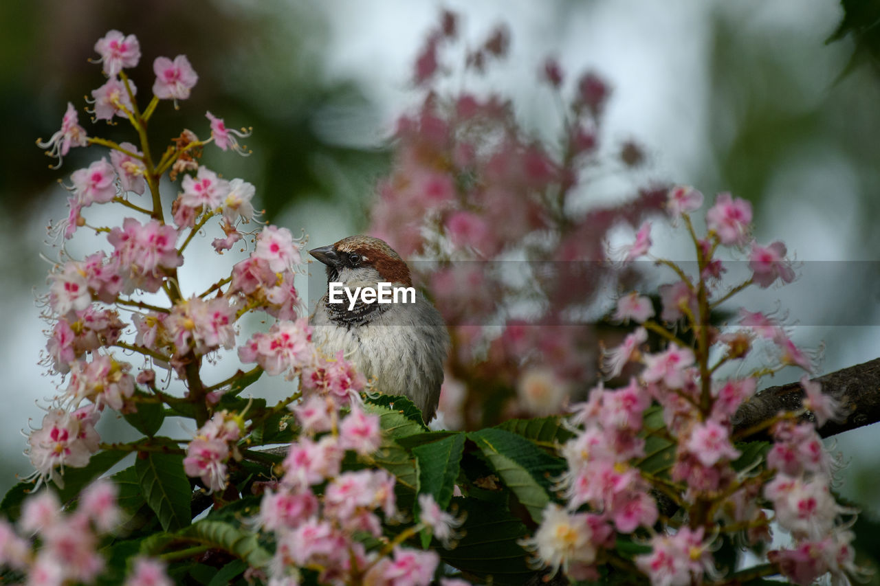 Bird perching on a flowering tree. 