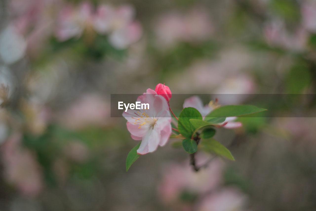 CLOSE-UP OF PINK FLOWER PLANT