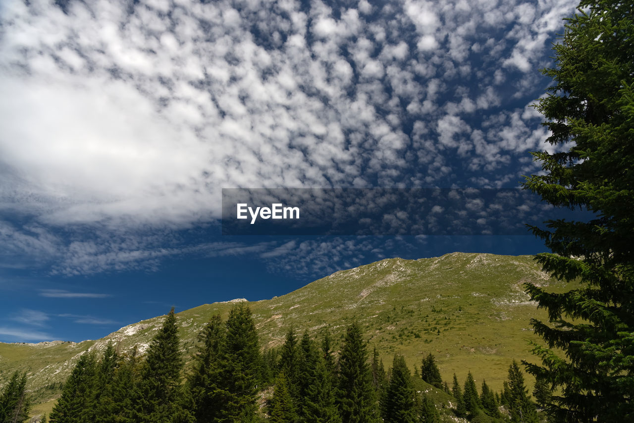 LOW ANGLE VIEW OF TREES ON MOUNTAIN AGAINST SKY