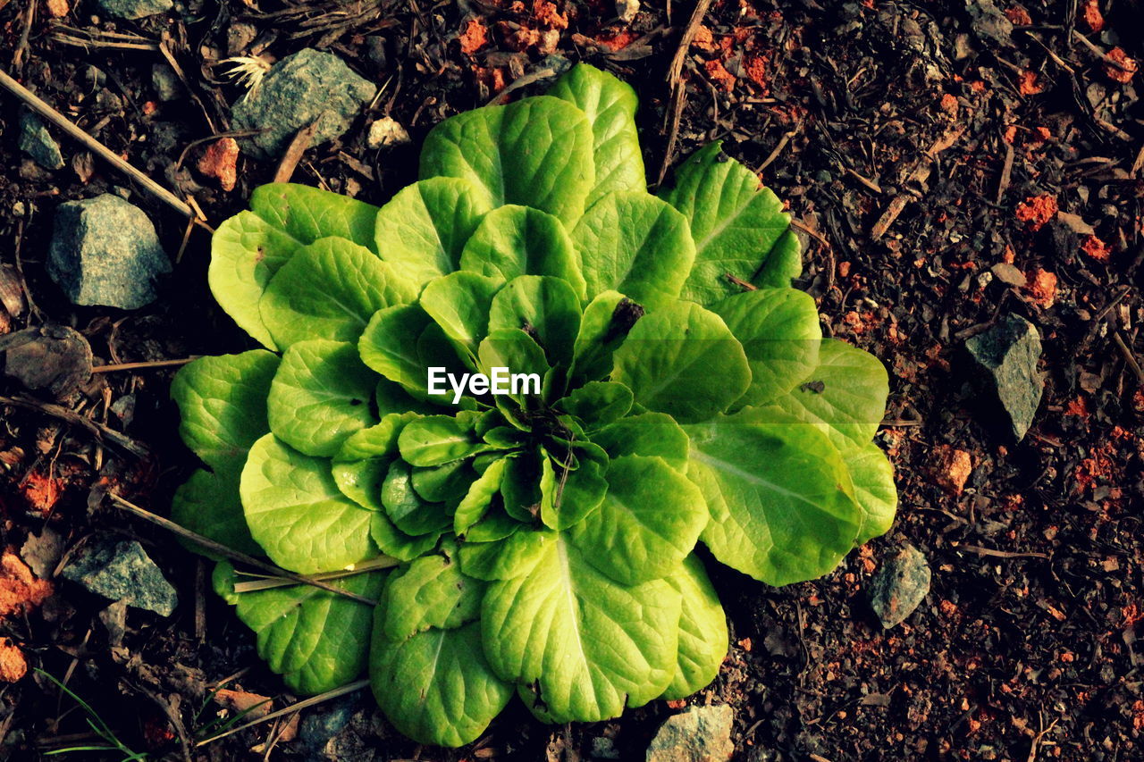 Directly above view of plant growing on field