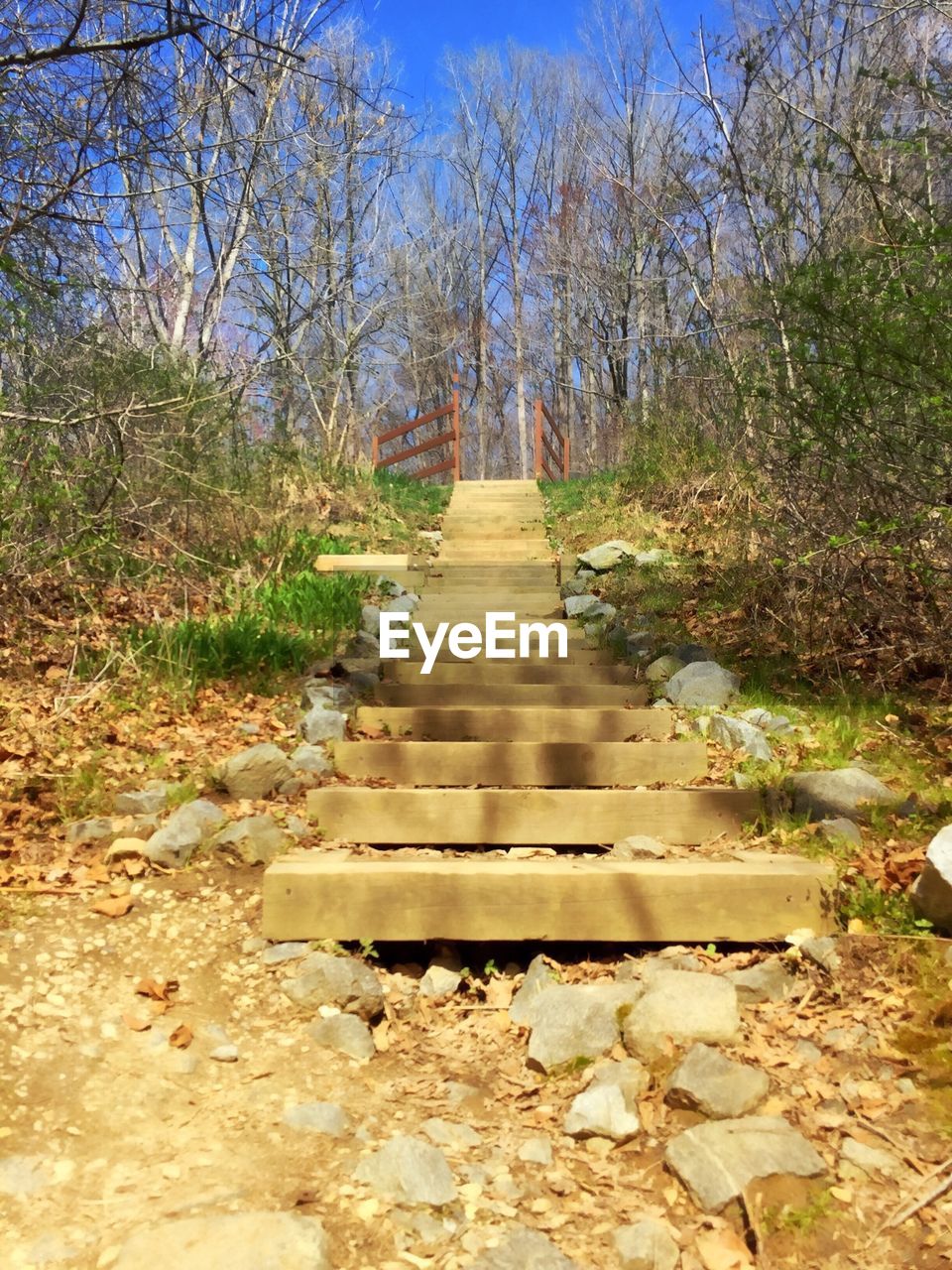 Low angle view of steps amidst trees