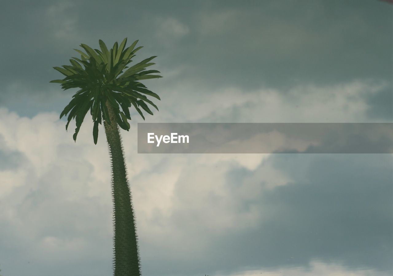 CLOSE-UP OF PALM TREE AGAINST CLOUDY SKY