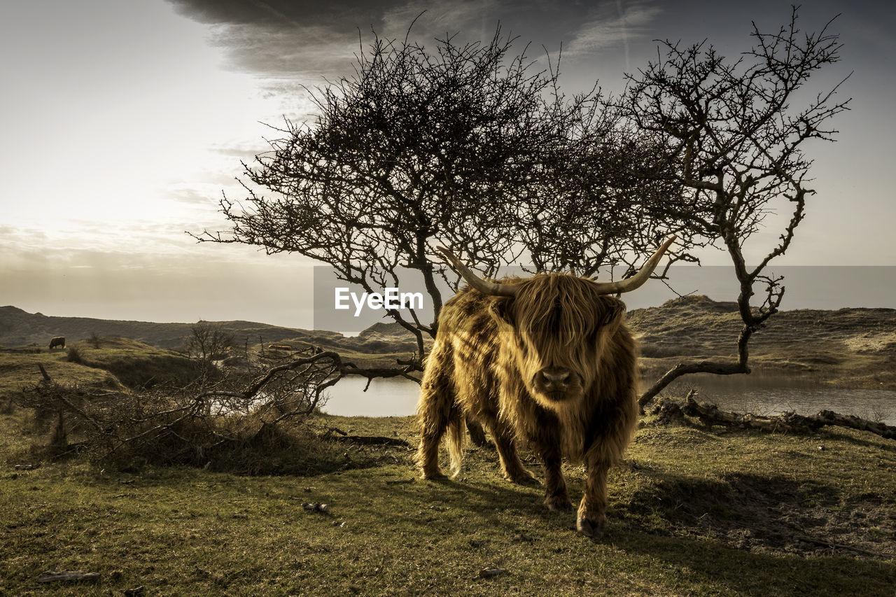 Highland cattle on field against cloudy sky