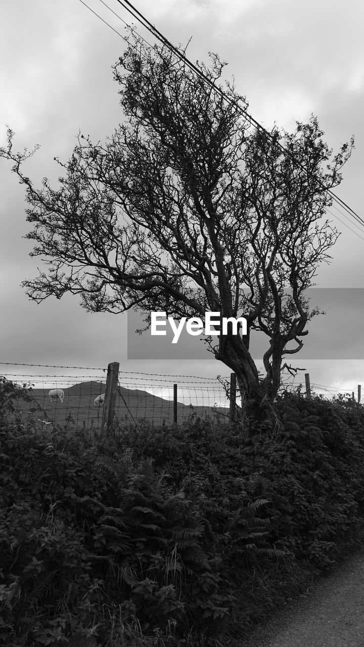 Tree on field against sky