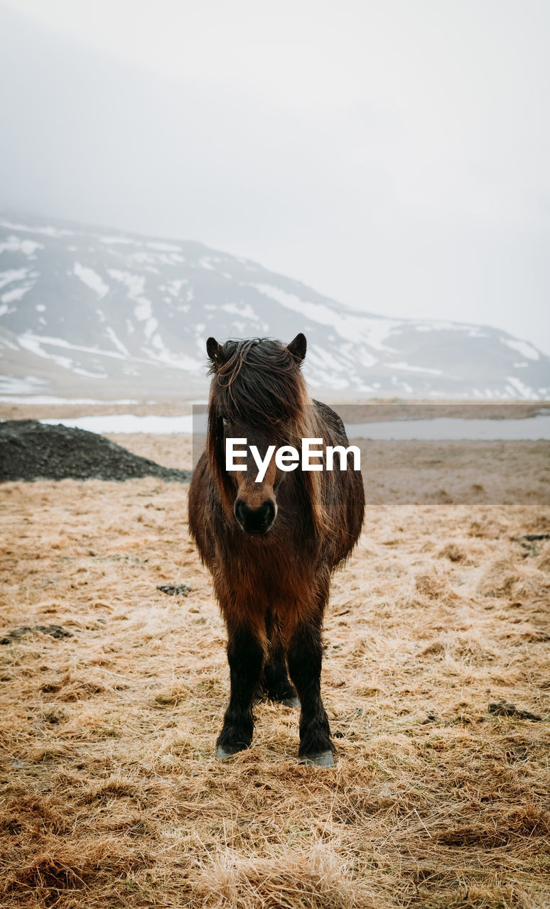 Portrait of horse standing on field against mountain