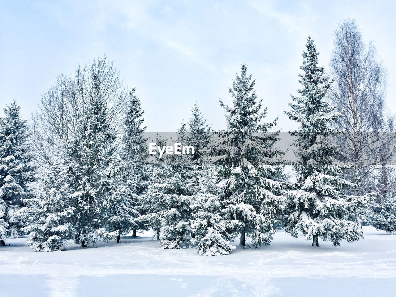 Trees on snow covered field against sky