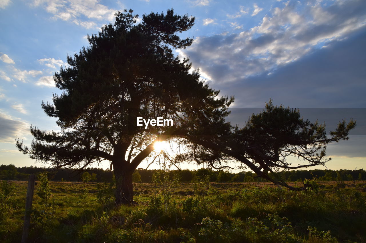 TREE ON FIELD