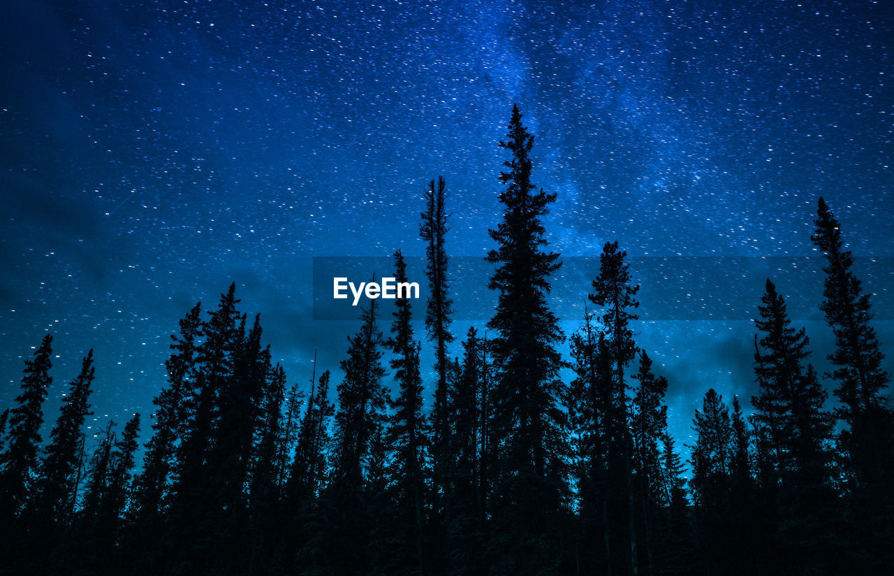 Silhouette pine forest under milky way galaxy and stars