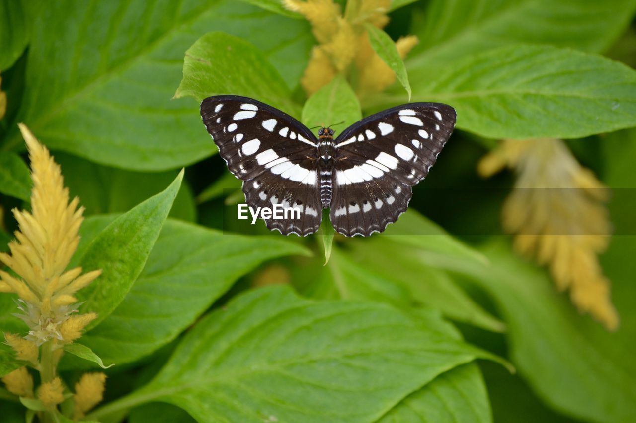 Beauty In Nature Butterflies And Flowers Butterfly On Eyeem